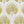 Palm Aire Pear (ISST-213)